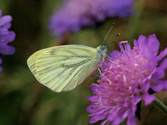 Grønåret Kålsommerfugl