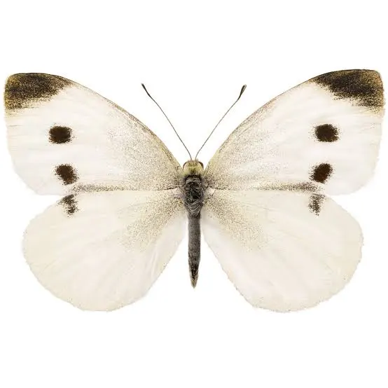 Lille kålsommerfugl